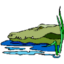 Alligator