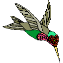 Hummingbird