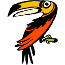 Toucan