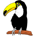 Toucan